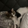Zazou aus dem Tierschutz