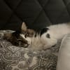 Zazou aus dem Tierschutz