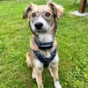 💙 Lieber Junghund Diesel sucht dich! 🐾