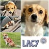 Lacy * kl. Hundemädchen mit gr. Herzen