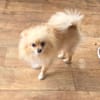 Pomeranien Banu sucht Körbchen
