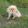 Pomeranien Banu sucht Körbchen