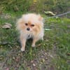Pomeranien Banu sucht Körbchen