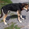 Hundeopi SPIKE