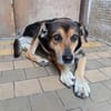 Hundeopi SPIKE