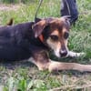 Hundeopi SPIKE
