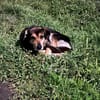 Hundeopi SPIKE
