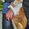 Lebhafte Luna sucht Zuhause mit Freilauf