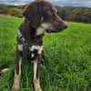 Bruno ein entspannter Junghund