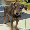Mimi sucht ein liebevolles Zuhause