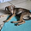 Mimi sucht ein liebevolles Zuhause