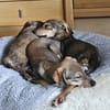 Mimi sucht ein liebevolles Zuhause