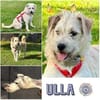 Ulla * kl. Welpenmädchen sucht gr. Glück
