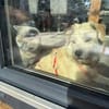 Ulla * kl. Welpenmädchen sucht gr. Glück
