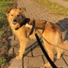 Froehliche DASHA