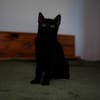 Katzenkind AMAYA sucht ihr Zuhause!