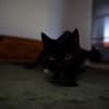 Katzenkind AMAYA sucht ihr Zuhause!