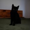Katzenkind AMAYA sucht ihr Zuhause!