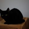 Katzenkind AMAYA sucht ihr Zuhause!