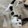 Bobby sucht seine Menschen