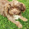 Heidi - kl.Hund mit grossem Herz