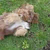 Heidi - kl.Hund mit grossem Herz