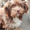 Heidi - kl.Hund mit grossem Herz