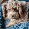 Heidi - kl.Hund mit grossem Herz