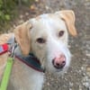 Pippo sucht sein Für-Immer-Körbchen