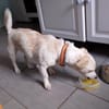 Kleiner Bodo sucht kuscheliges Körbchen