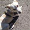 Kleiner Bodo sucht kuscheliges Körbchen