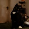 Katzenkind PENELOPE sucht ihr Zuhause!