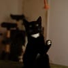 Katzenkind PENELOPE sucht ihr Zuhause!
