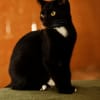 Katzenkind PENELOPE sucht ihr Zuhause!
