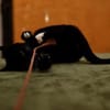 Katzenkind PENELOPE sucht ihr Zuhause!