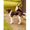 Neli - wartet in 35619 Braunfels