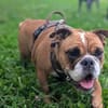 Betty sucht tolles zu Hause