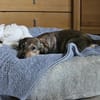 Pluto sucht ein Zuhause