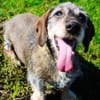 Pivi, blinder, fitter Senior