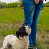 Pele, su. hunderfahrene Besitzer