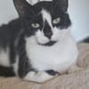 Patty sucht ein liebevolles Zuhause