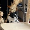 Patty sucht ein liebevolles Zuhause