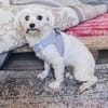 Milla sucht ein Zuhause