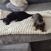 Liebe LEXI sucht ihr Für-Immer-Zuhause
