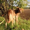 Rosca 47 cm 3 Jahre