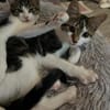 Izzy u. Ivo suchen ein liebevolles Heim