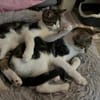 Izzy u. Ivo suchen ein liebevolles Heim