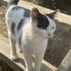 Tabea - sucht Zuhause voller Kuschelzeit