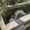 Tabea - sucht Zuhause voller Kuschelzeit