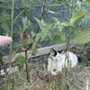 Tabea - sucht Zuhause voller Kuschelzeit